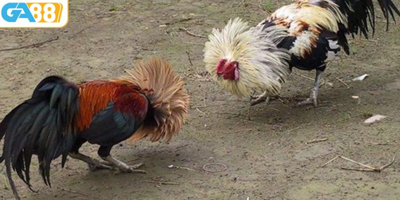 Đá gà CPC2 tại GA88 là điểm giải trí tuyệt vời