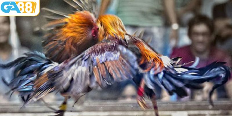 Đá gà cựa sắt rất được yêu thích