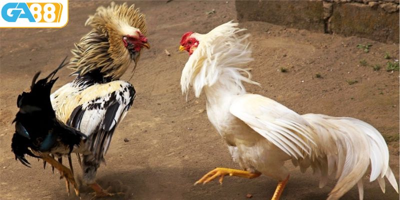 Lợi ích xem đá gà trực tiếp